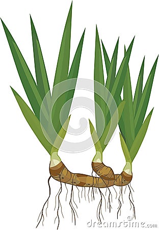 Iris plant with rhizome and green leaves isolated on white Vector Illustration